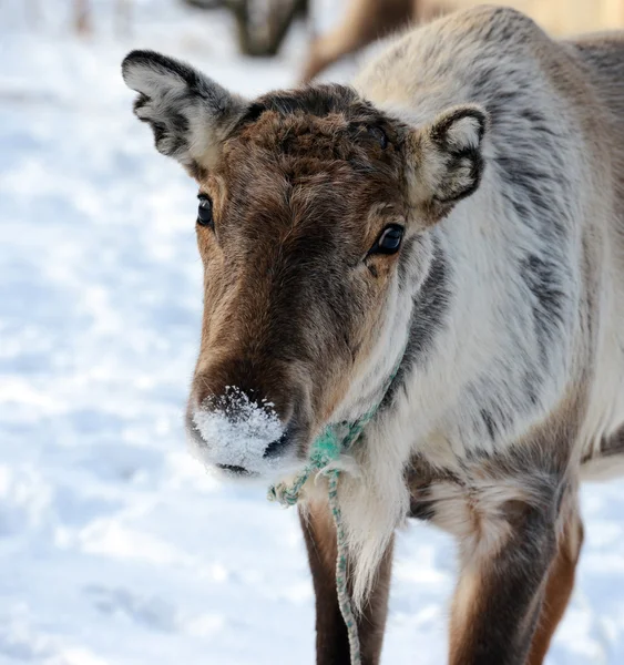 Nördliches Reh in seiner Umgebung in Skandinavien — Stockfoto