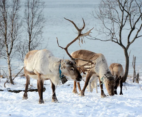 Noordelijke binnenlandse herten in zijn omgeving in Scandinavië — Stockfoto