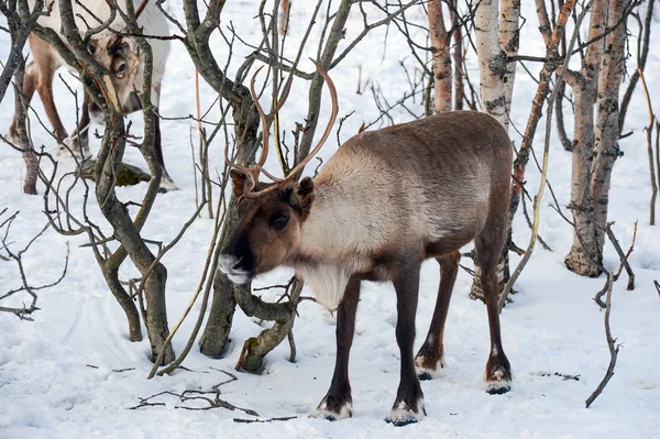 Nördliches Reh in seiner Umgebung in Skandinavien — Stockfoto