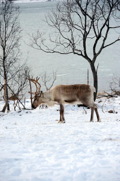 Cervos domésticos do norte em seu ambiente na Escandinávia — Fotografia de Stock