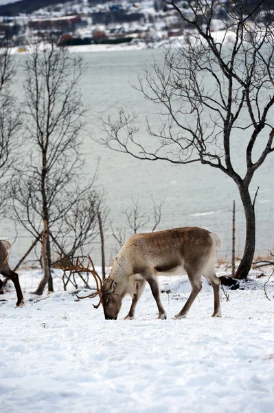 Noordelijke binnenlandse herten in zijn omgeving in Scandinavië — Stockfoto