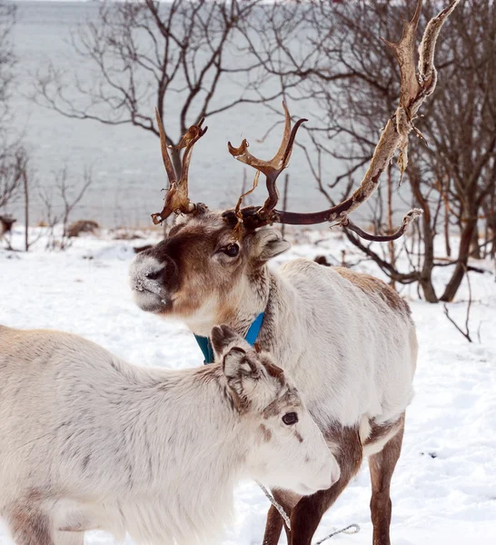 Onun çevre İskandinavya Kuzey iç geyik
