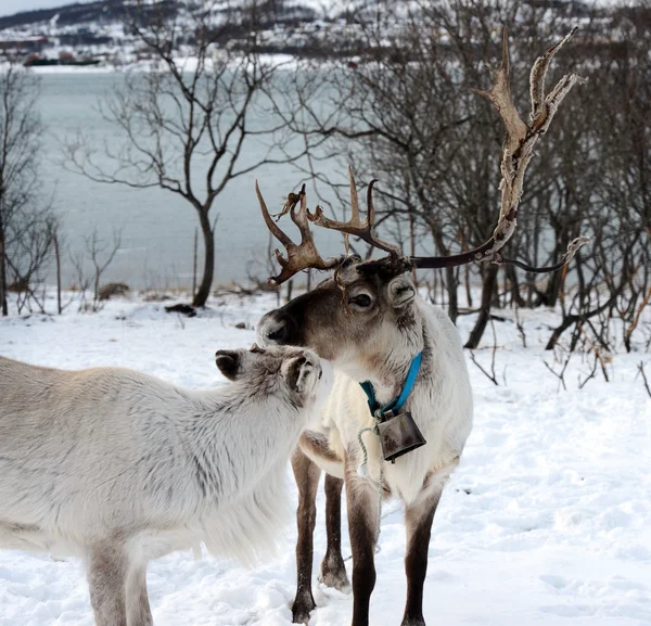 У вітчизняних оленя в його середовищем у Скандинавії — стокове фото
