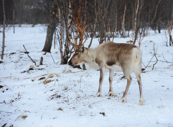 Northern domestic deer in his environment in Scandinavia — Stock Photo, Image