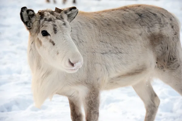 Cerf domestique du Nord dans son environnement en Scandinavie — Photo