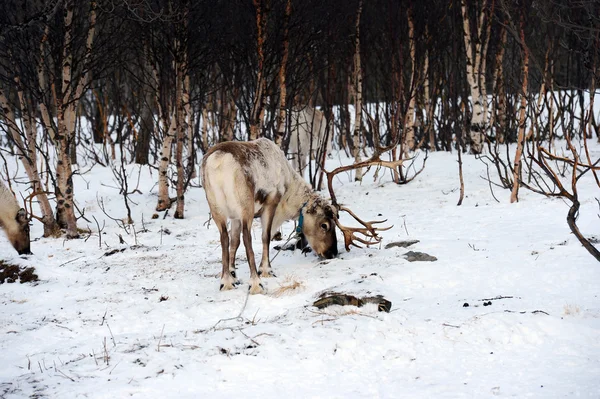 Severní domácí jelen v jeho prostředí ve Skandinávii — Stock fotografie