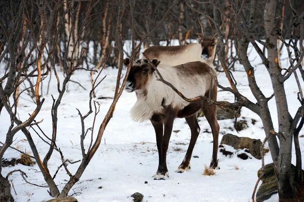 Northern domestic deer in his environment in Scandinavia — Stock Photo, Image