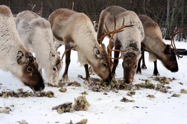 Nördliches Reh in seiner Umgebung in Skandinavien — Stockfoto