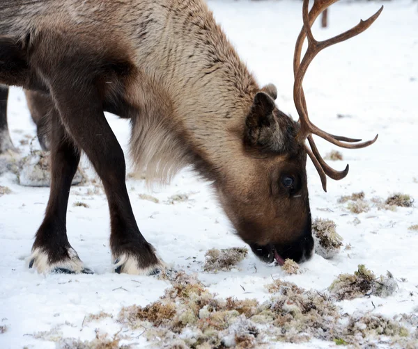 Северный олень в своей среде обитания в Скандинавии — стоковое фото