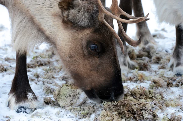 Северный олень в своей среде обитания в Скандинавии — стоковое фото