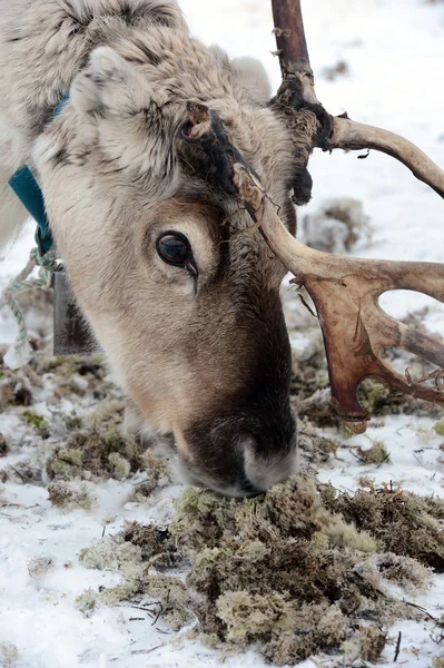 Ciervo doméstico del norte en su entorno en Escandinavia —  Fotos de Stock