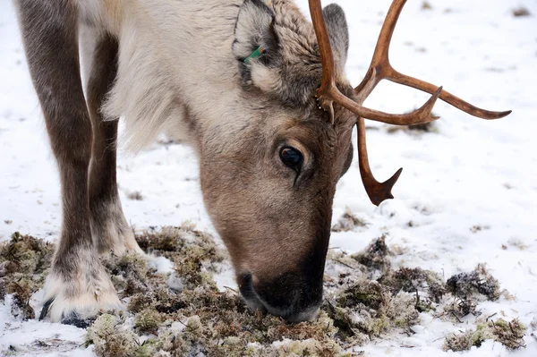 Severní domácí jelen v jeho prostředí ve Skandinávii — Stock fotografie