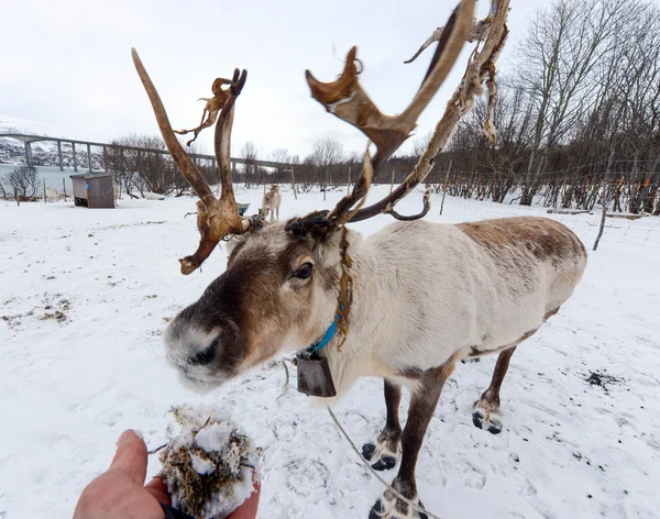 Cerf domestique du Nord dans son environnement en Scandinavie — Photo