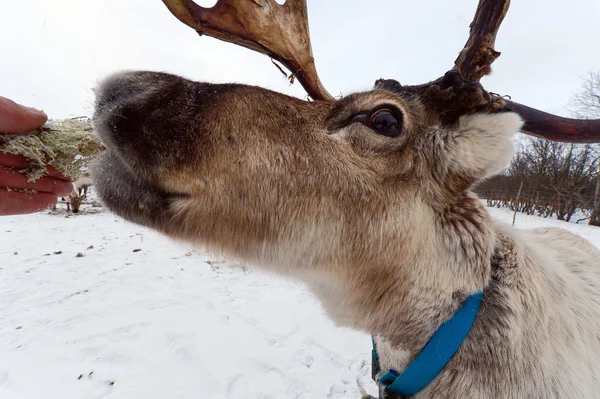 Cerf domestique du Nord dans son environnement en Scandinavie — Photo