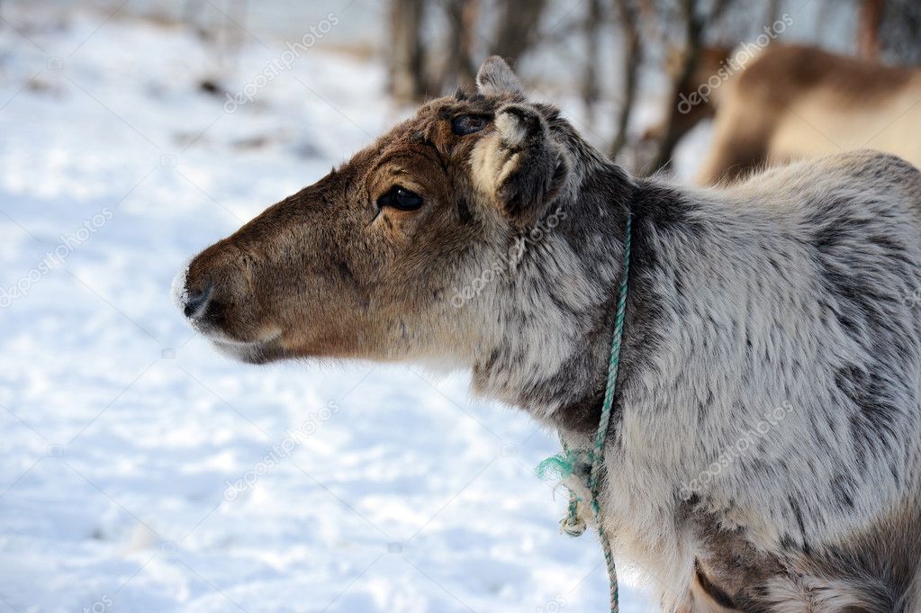 northern domestic deer in his environment in Scandinavia