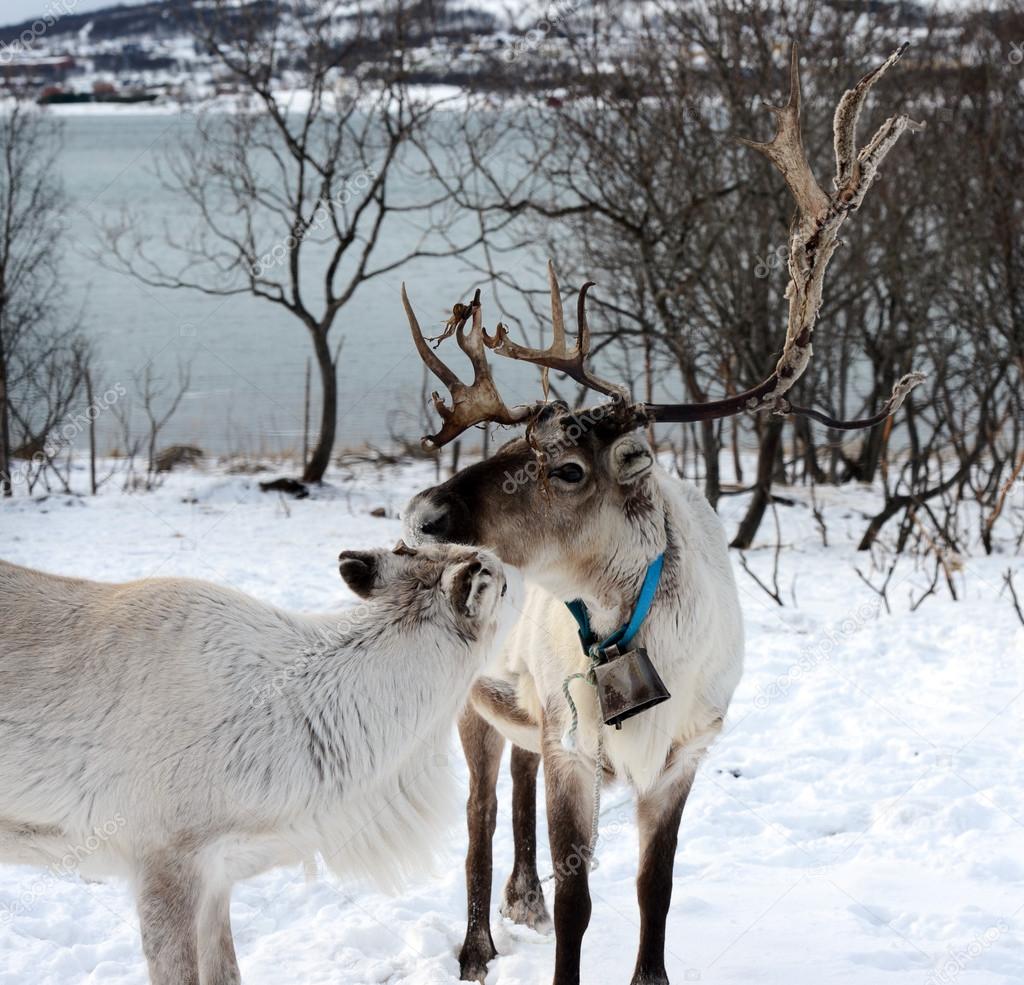 northern domestic deer in his environment in Scandinavia