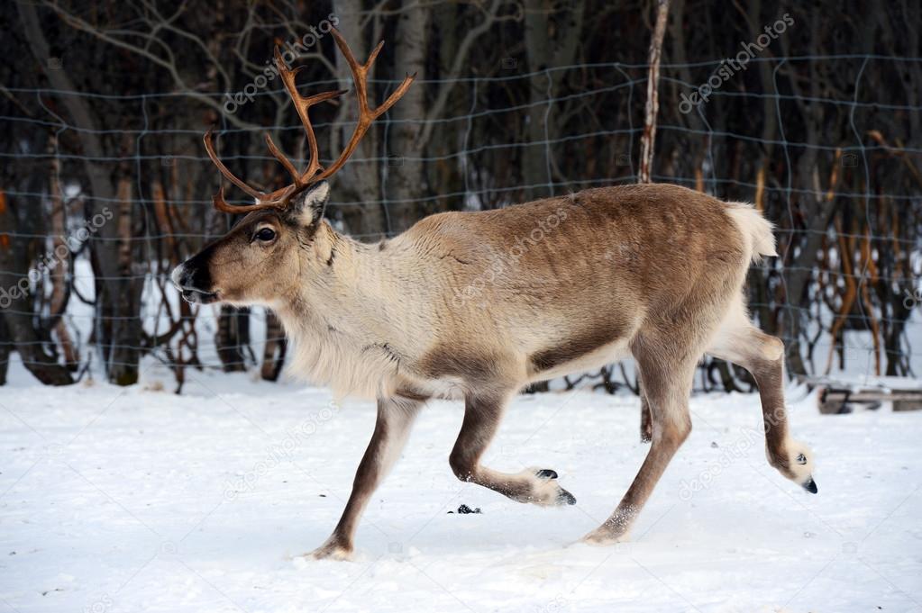 northern domestic deer in his environment in Scandinavia