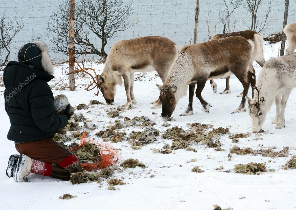 northern domestic deer in his environment in Scandinavia