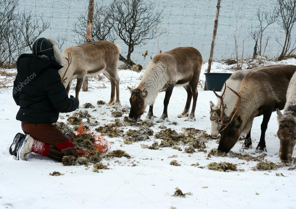 northern domestic deer in his environment in Scandinavia