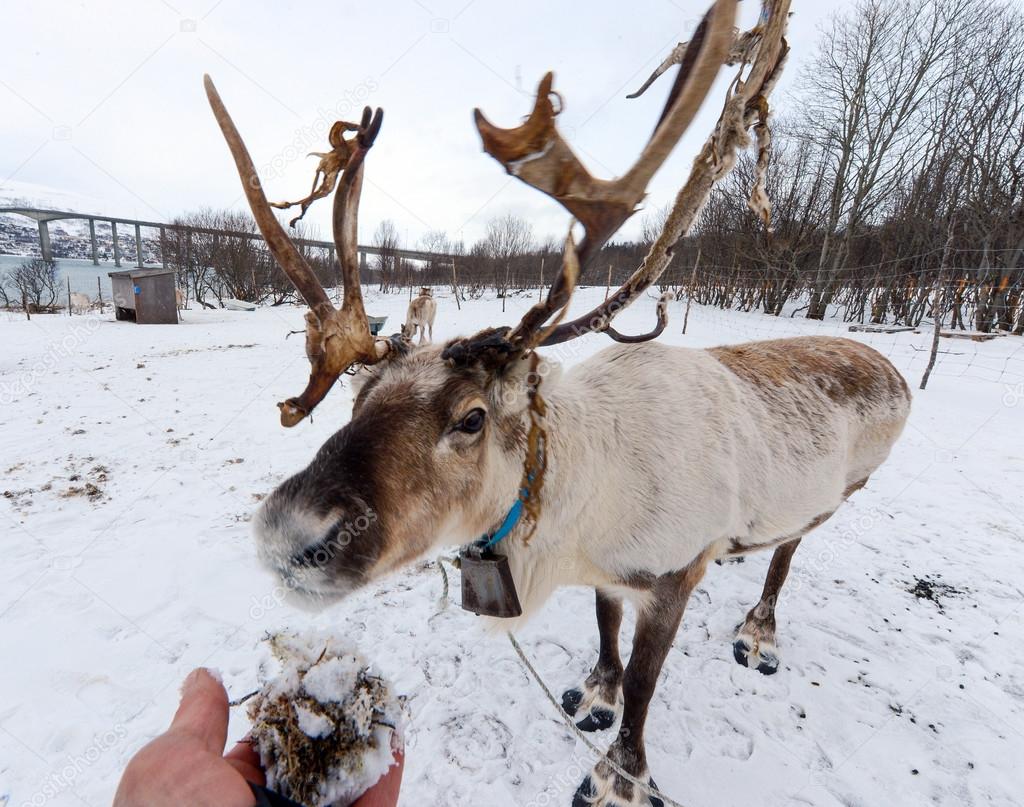 northern domestic deer in his environment in Scandinavia