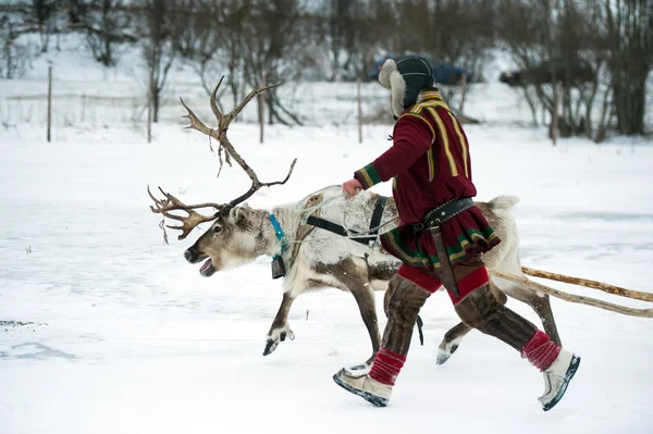 Reindeer breeder dressed in national Same clothes with a reinde — Stock Photo, Image