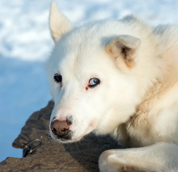 Husky собак в Норвегії — стокове фото