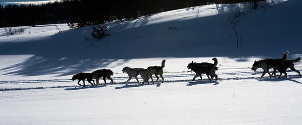 Cães Husky em Noruega — Fotografia de Stock