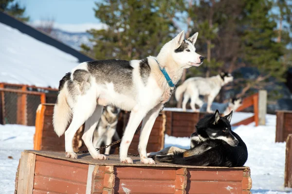 Husky dogs en Noruega —  Fotos de Stock