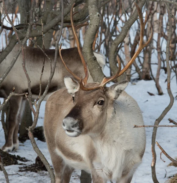 Reindeer portrait — Stock Photo, Image
