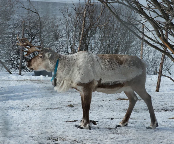 Rendieren in zijn natuurlijke omgeving in Scandinavië — Stockfoto