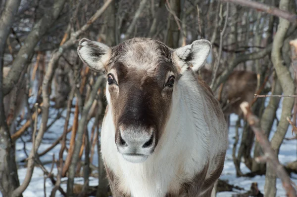 Rentierporträt — Stockfoto