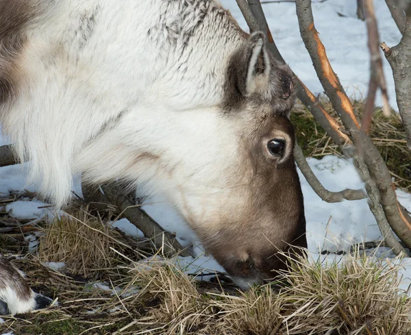 它的自然环境在斯堪的那维亚的驯鹿 — 图库照片