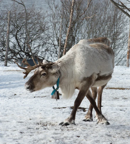 Renna nel suo ambiente naturale in scandinavia — Foto Stock