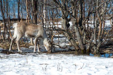 Ren geyiği kendi doğal ortamında İskandinavya