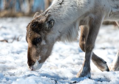 Ren geyiği kendi doğal ortamında İskandinavya