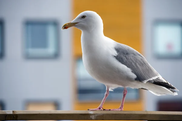 Gaviota gris —  Fotos de Stock