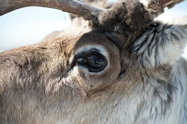 Reindeer portrait — Stock Photo, Image