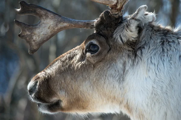 Reindeer portrait — Stock Photo, Image