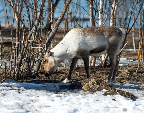 Rendieren in zijn natuurlijke omgeving in Scandinavië — Stockfoto