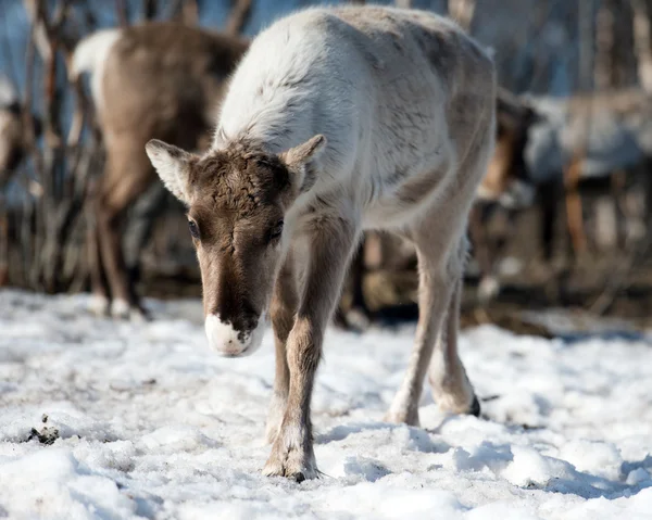 Renna nel suo ambiente naturale in scandinavia — Foto Stock