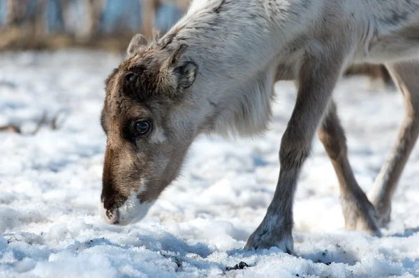 它的自然环境在斯堪的那维亚的驯鹿 — 图库照片