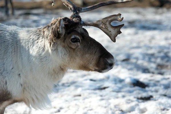 Reindeer portrait — Stock Photo, Image