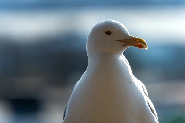 Retrato da gaivota — Fotografia de Stock