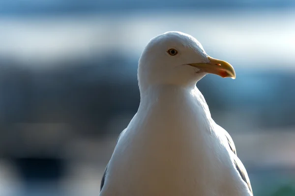 海鸥的肖像 — 图库照片