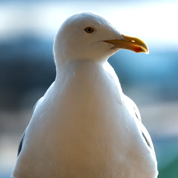 Porträtt av seagull — Stockfoto