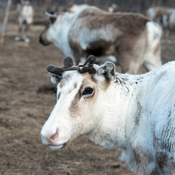 Reindeer portrait — Stock Photo, Image