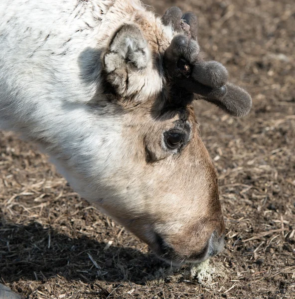 Rentierporträt — Stockfoto