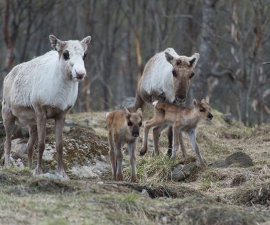 Reindeer female and calf Rangifer tarandus clipart