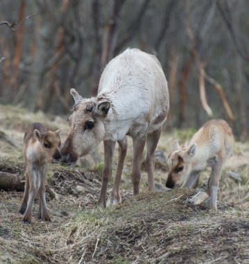 Reindeer female and calf Rangifer tarandus clipart