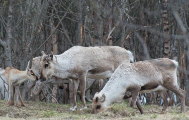 Ren geyiği erkek ve buzağı Rangifer tarandus